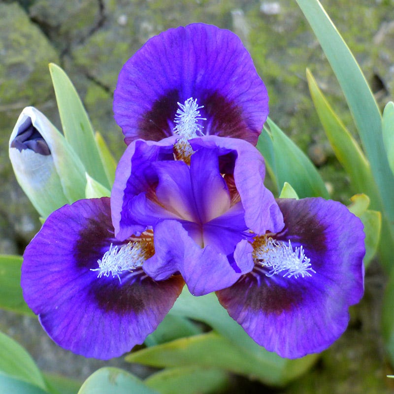 Mighty Mini Dwarf Bearded Iris Collection, Iris pumila