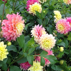 Decorative Dahlia Bulbs