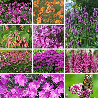 Fuchsia Cottage Garden Plant Collection