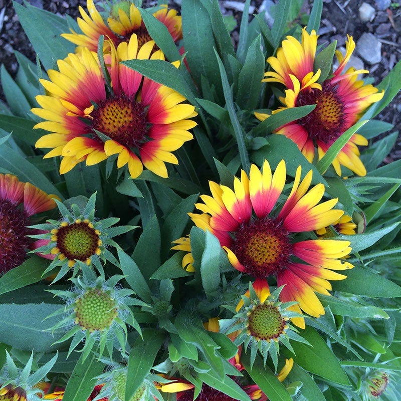 gaillardia plants Goblin Gaillardia | Red | Plant