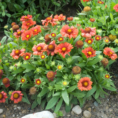 Arizona Red Shades Gaillardia