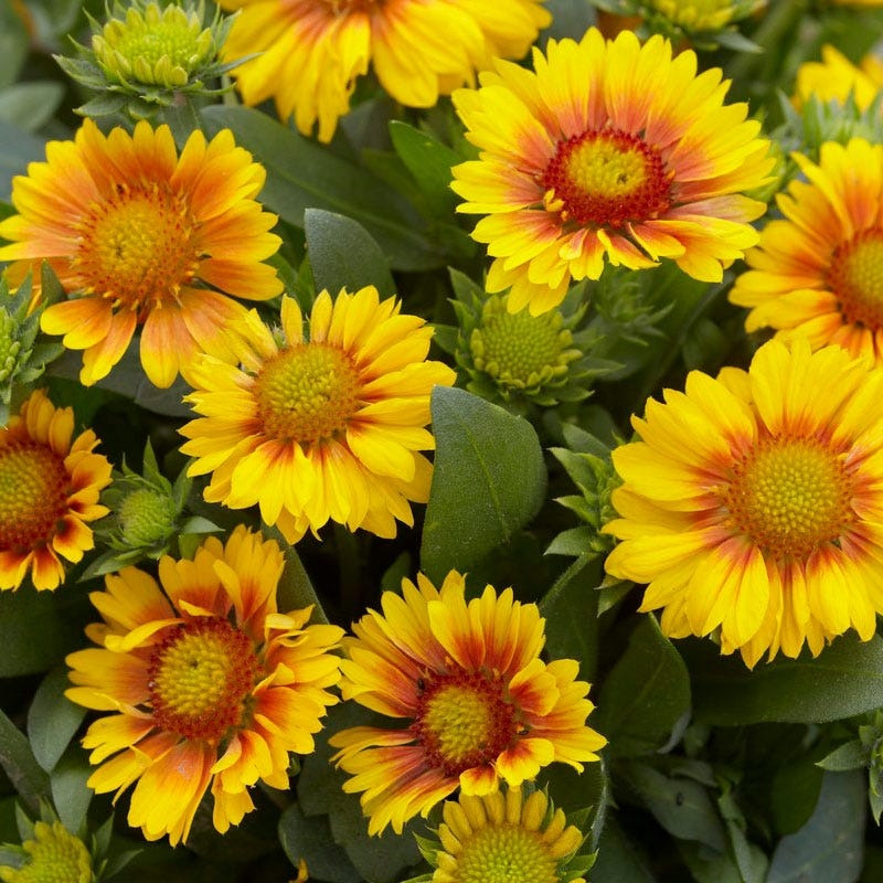 Arizona Apricot Gaillardia