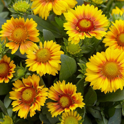 Arizona Apricot Gaillardia