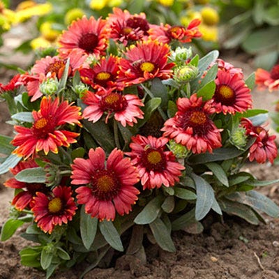Arizona Red Shades Gaillardia