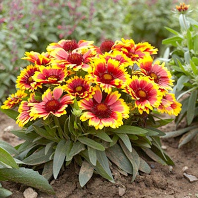 Arizona Sun Gaillardia, Blanket Flower American Meadows
