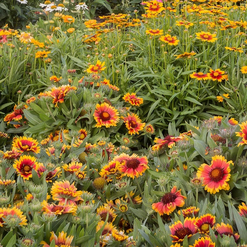 Deer Resistant Wildflower Seed Collection