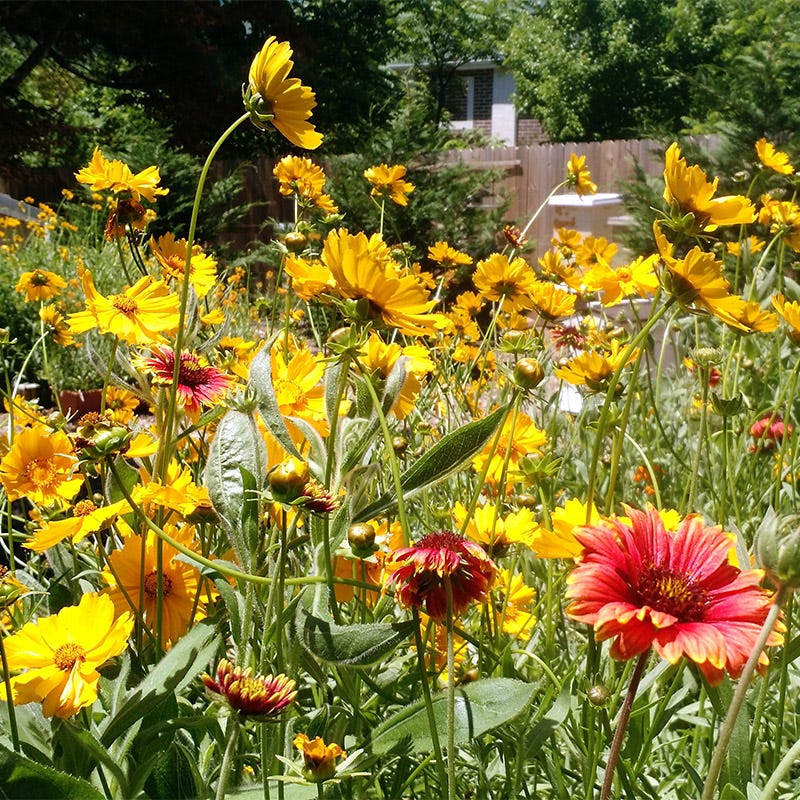 midwest perennial wildflower seed mix Native Midwest Wildflower Seed Mix