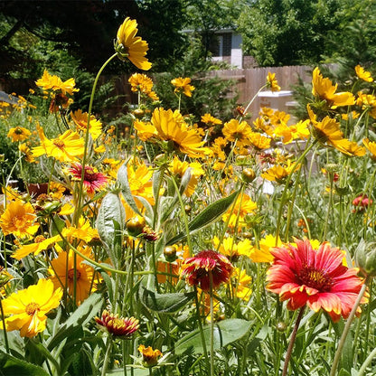 Native Midwest Wildflower Seed Mix