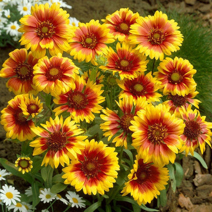 Goblin Gaillardia