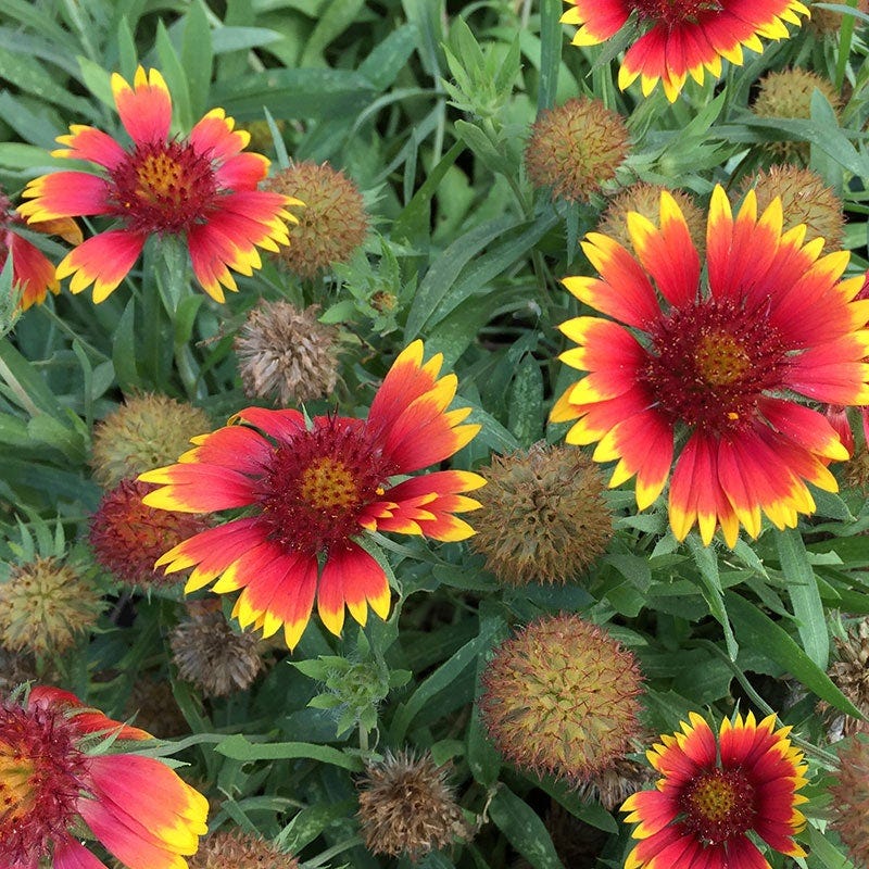 Goblin Gaillardia