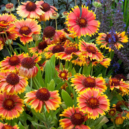 Sun Loving Pre-Planned Garden - Large