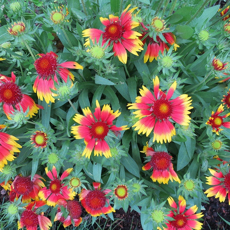 Goblin Gaillardia