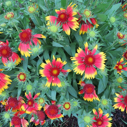 Goblin Gaillardia
