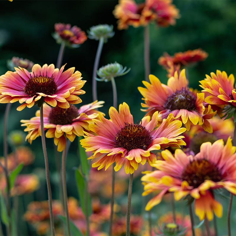 firewheel flower seeds Firewheel Seeds | Red/Yellow