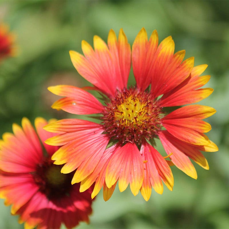 wildflower seed blanket Deer Resistant Wildflower Seed Collection