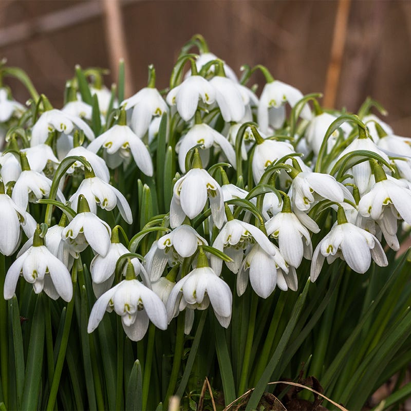 Snowdrops