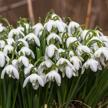Snowdrops