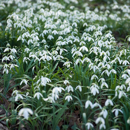 Snowdrops