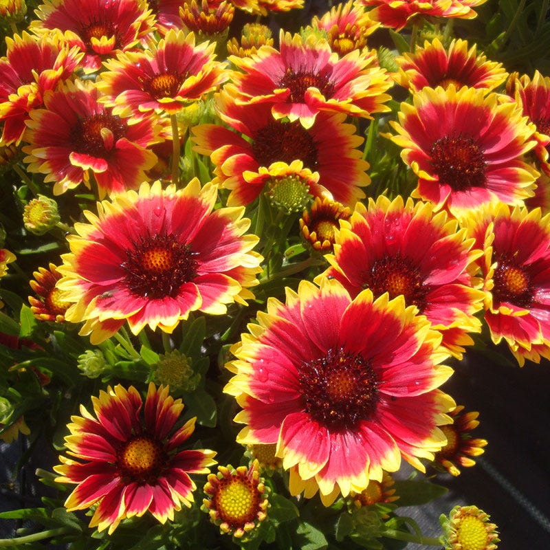 Sunset Snappy Gaillardia
