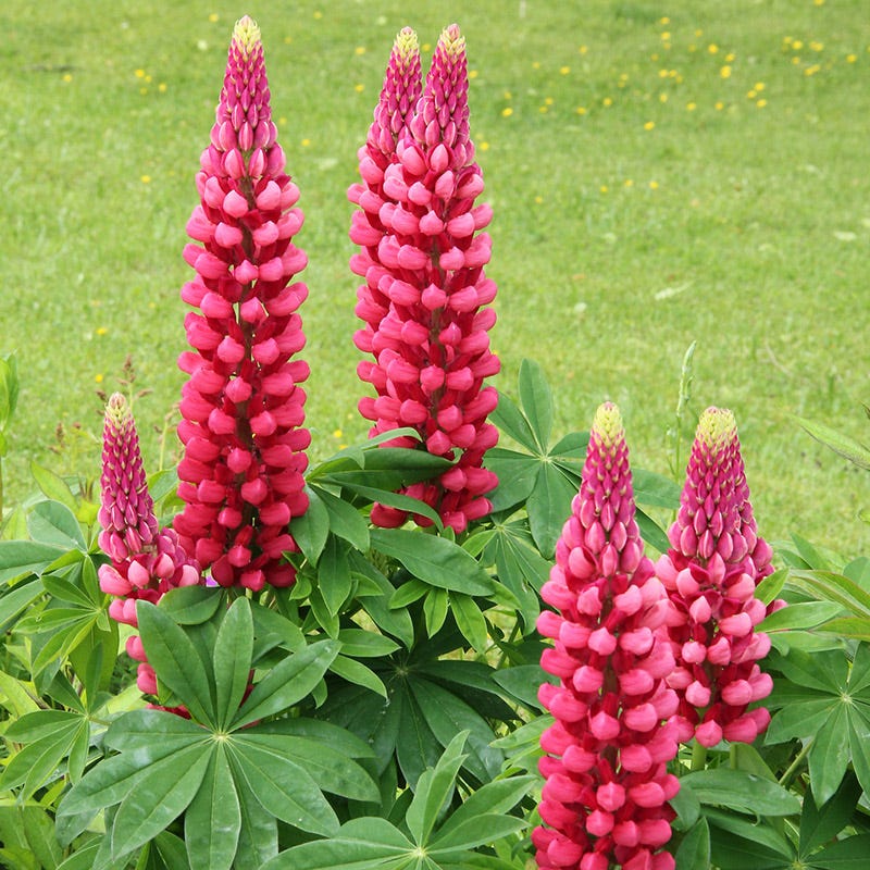 Sun Loving Pre-Planned Garden - Large