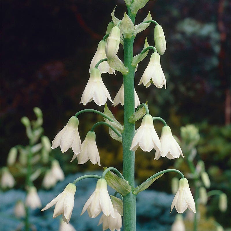 Magical Moonlight Bulb Collection