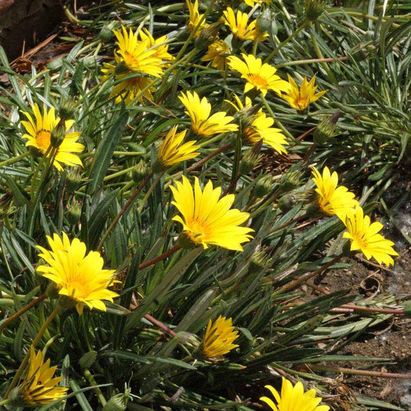 Colorado Gold Gazania Seeds