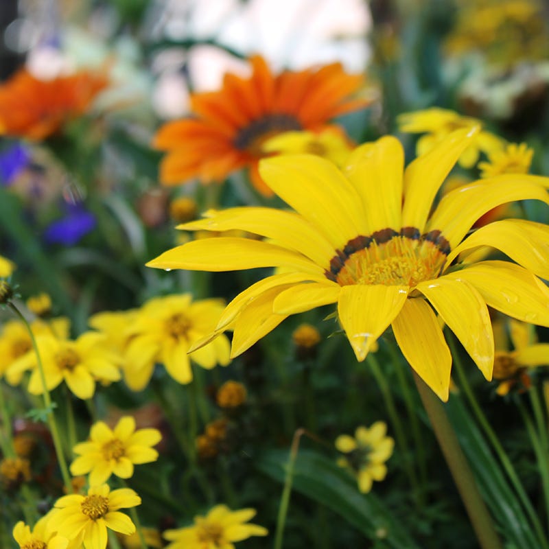 treasure flower seeds Gazania Seeds Colorado Gold, Treasure Flower