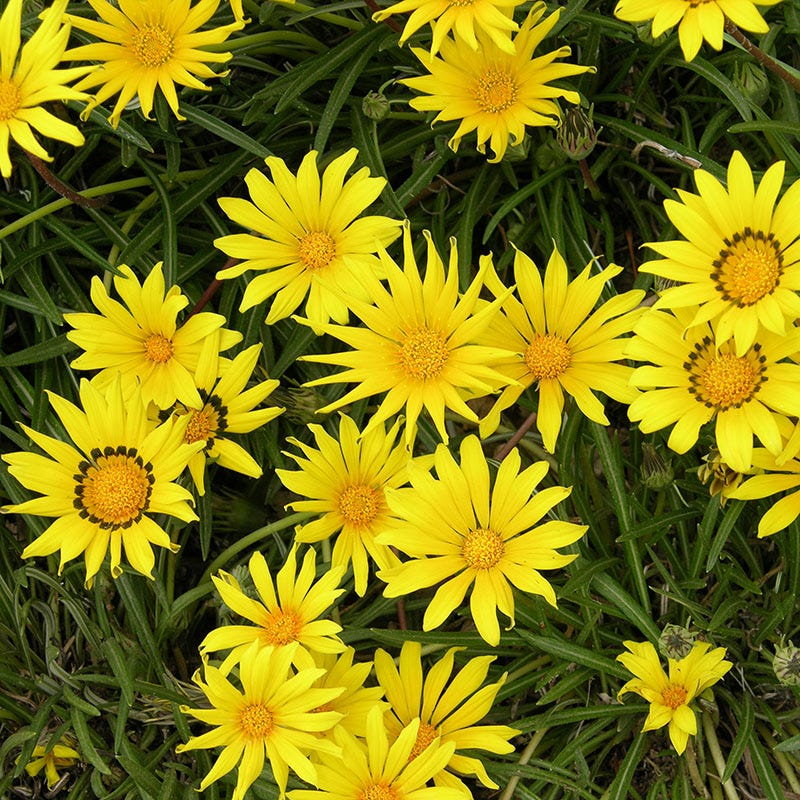 Colorado Gold Gazania Seeds