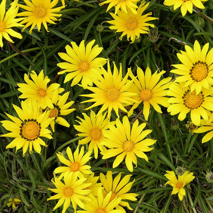 Colorado Gold Gazania Seeds
