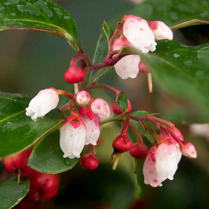 Redwood® Creeping Wintergreen