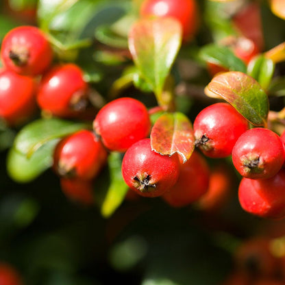 Redwood® Creeping Wintergreen