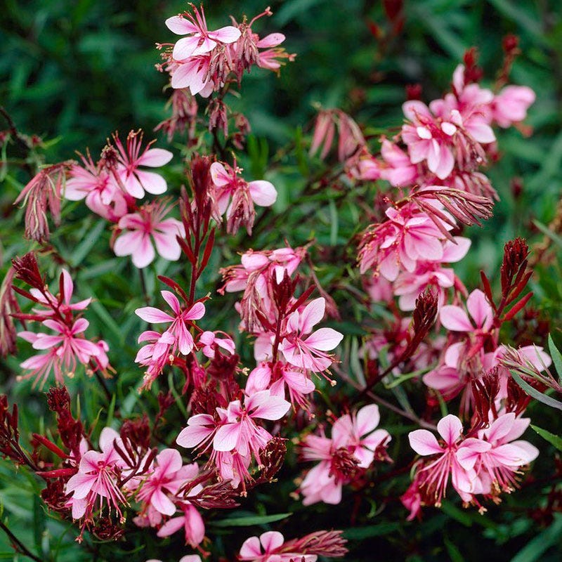 Passionate Rainbow Gaura