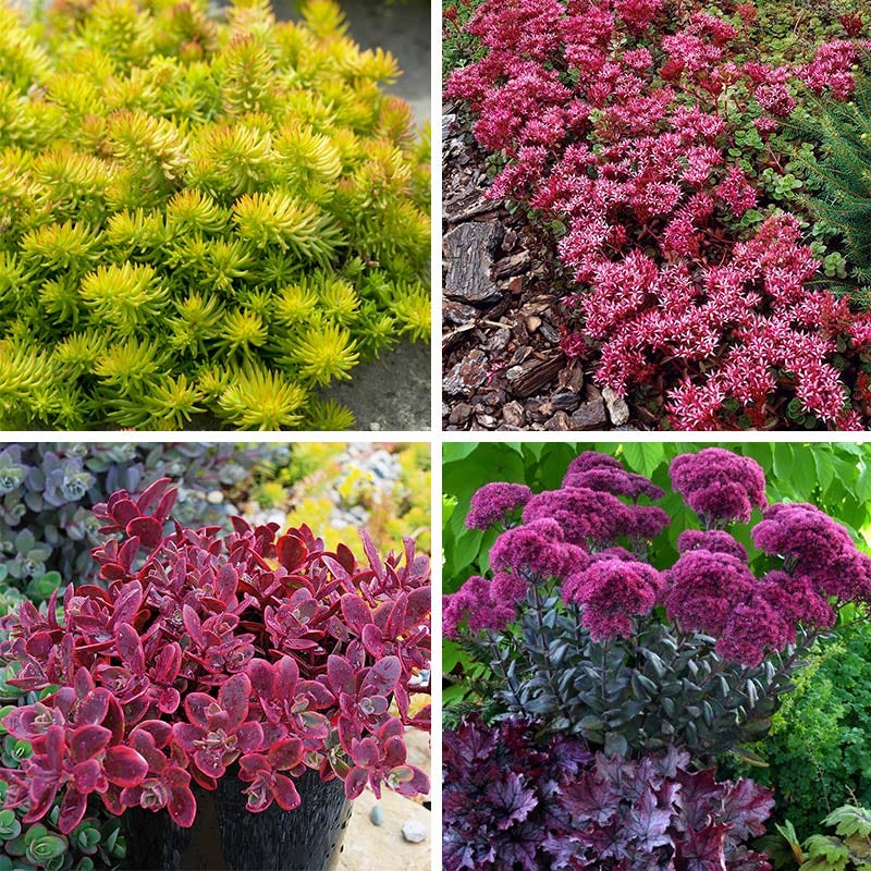 Gemstone Sedum Collection