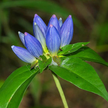 Bottle Gentian