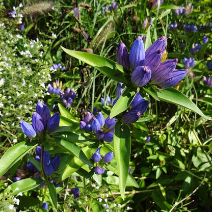 Bottle Gentian