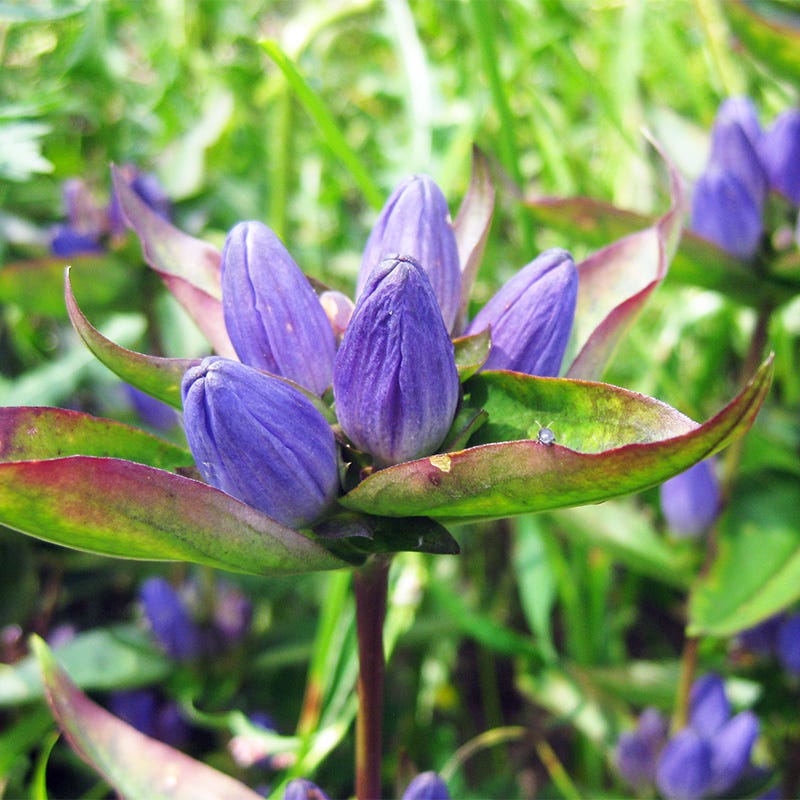 Bottle Gentian Seeds