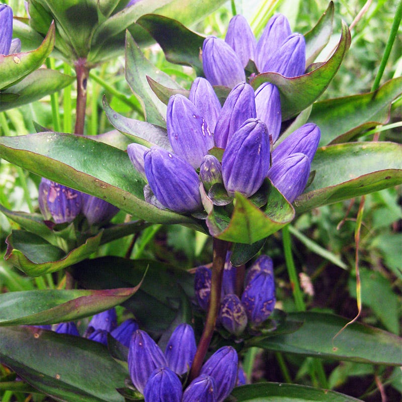 Bottle Gentian Seeds