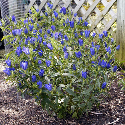True Blue Gentian