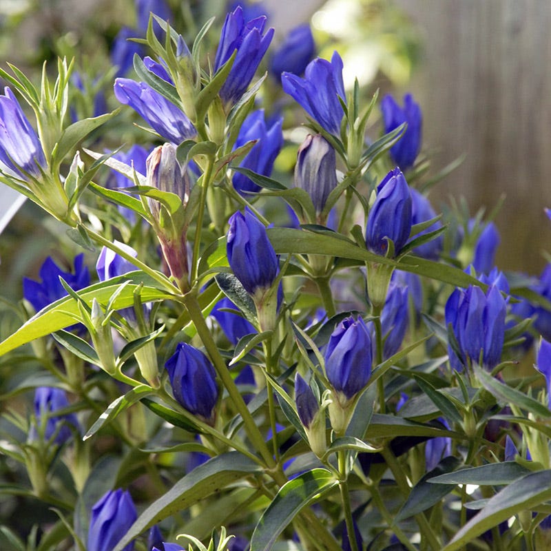 True Blue Gentian