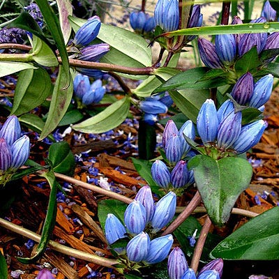 Bottle Gentian Seeds