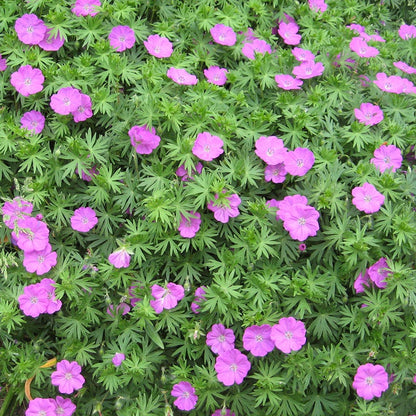 Easy Care Pre-Planned Garden