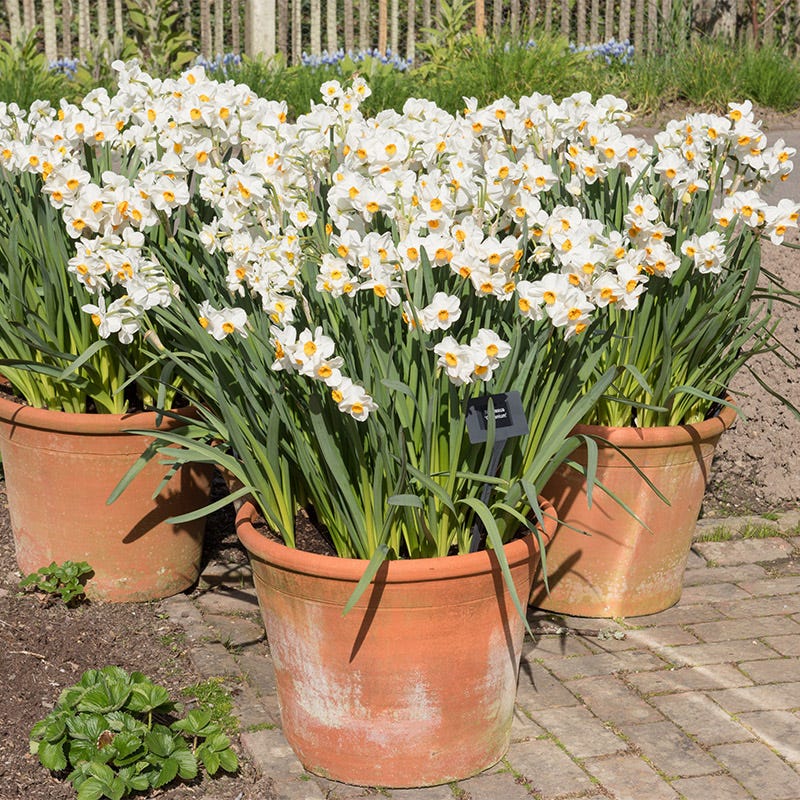 yellow geranium seeds Geranium Daffodil | Orange/White