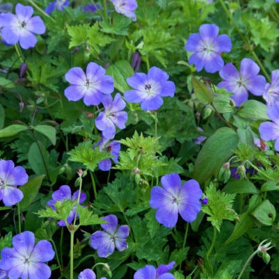 Whimsical Pre-Planned Garden