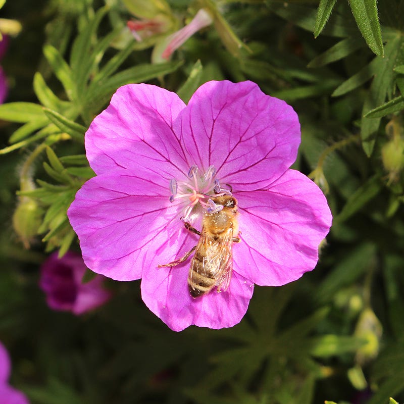Bloody Cranesbill Geranium