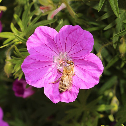 Bloody Cranesbill Geranium