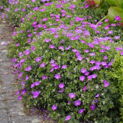 Bloody Cranesbill Geranium