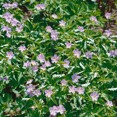 Wild Geranium Seeds