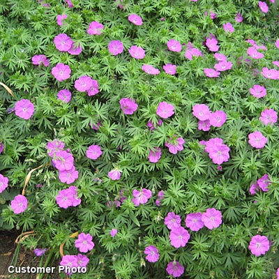 Bloody Cranesbill Geranium