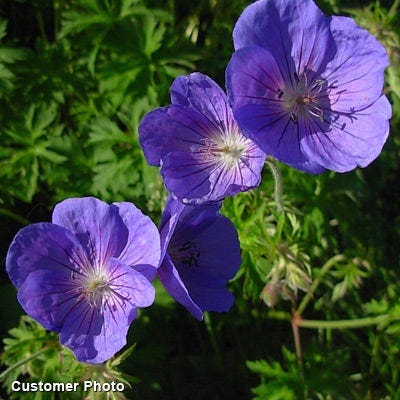 Johnson's Blue Geranium