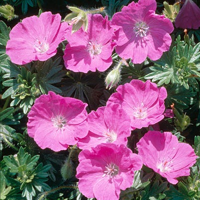 Max Frei Geranium